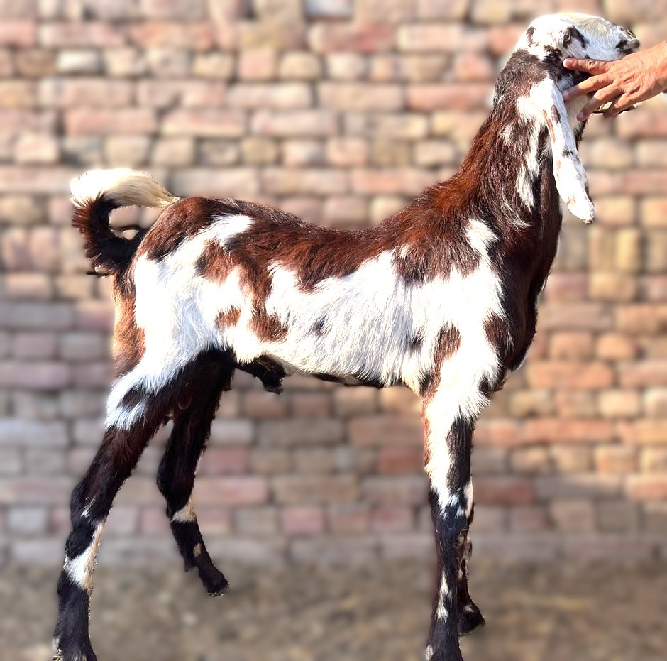 2 Dant Bakra For Qurbani - Red & White