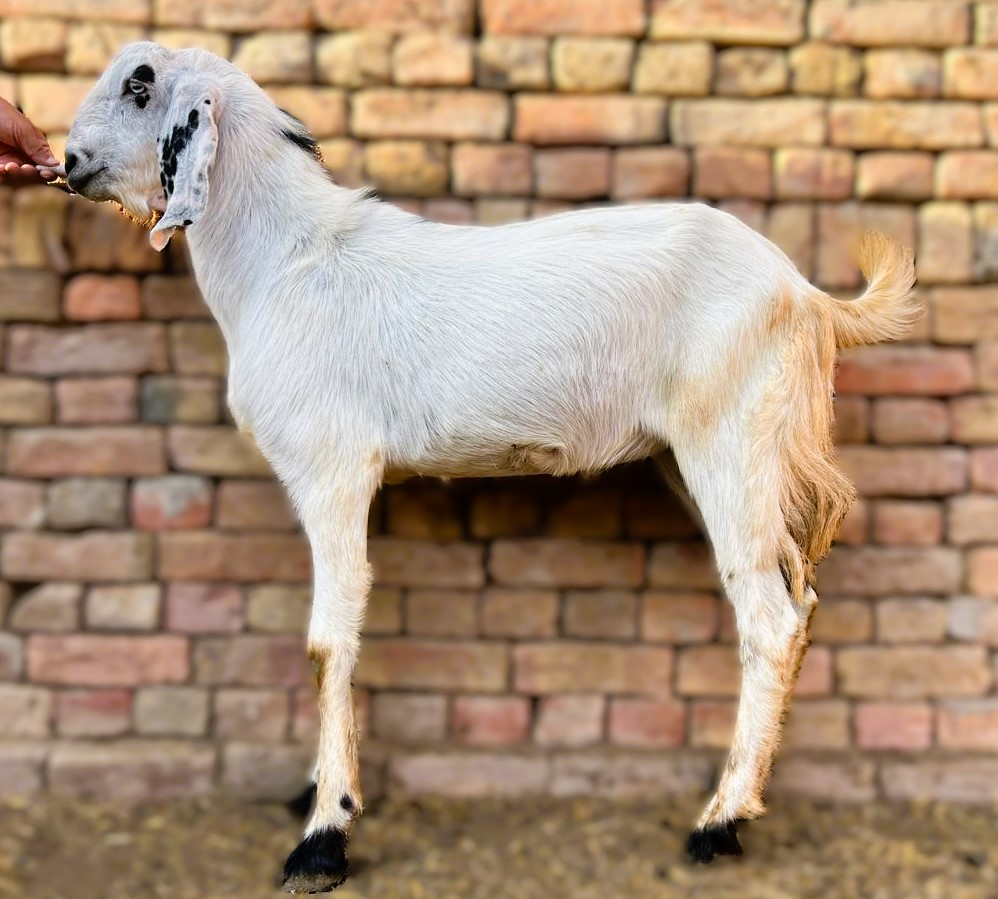 2 Dant Bakra For Qurbani - Dogli Breed