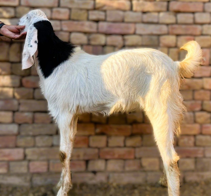 2 Dant Bakra For Qurbani - Dogla White & Black