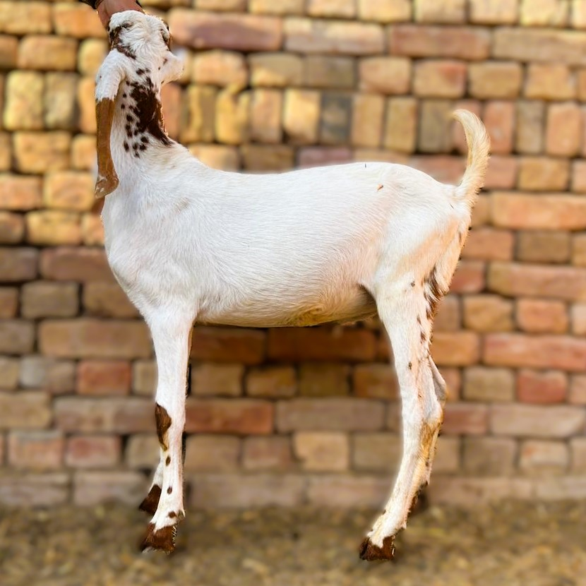 2 Dant Bakra For Qurbani - Makhi Cheena