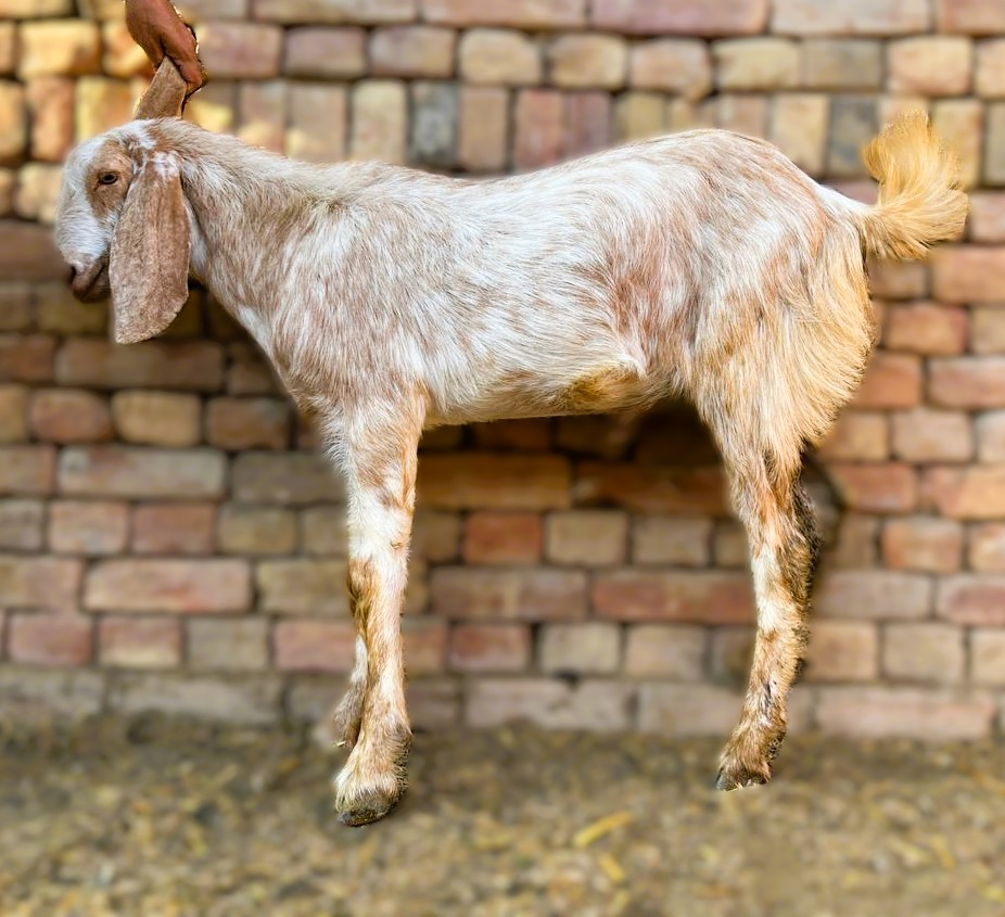 2 Dant Bakra For Qurbani - Mix Makhi Cheena
