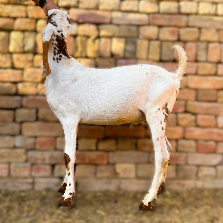 2 Dant Bakra For Qurbani - Makhi Cheena Dogla Mix