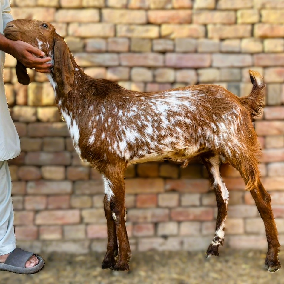 2 Dant Bakra For Qurbani - Cross Breed