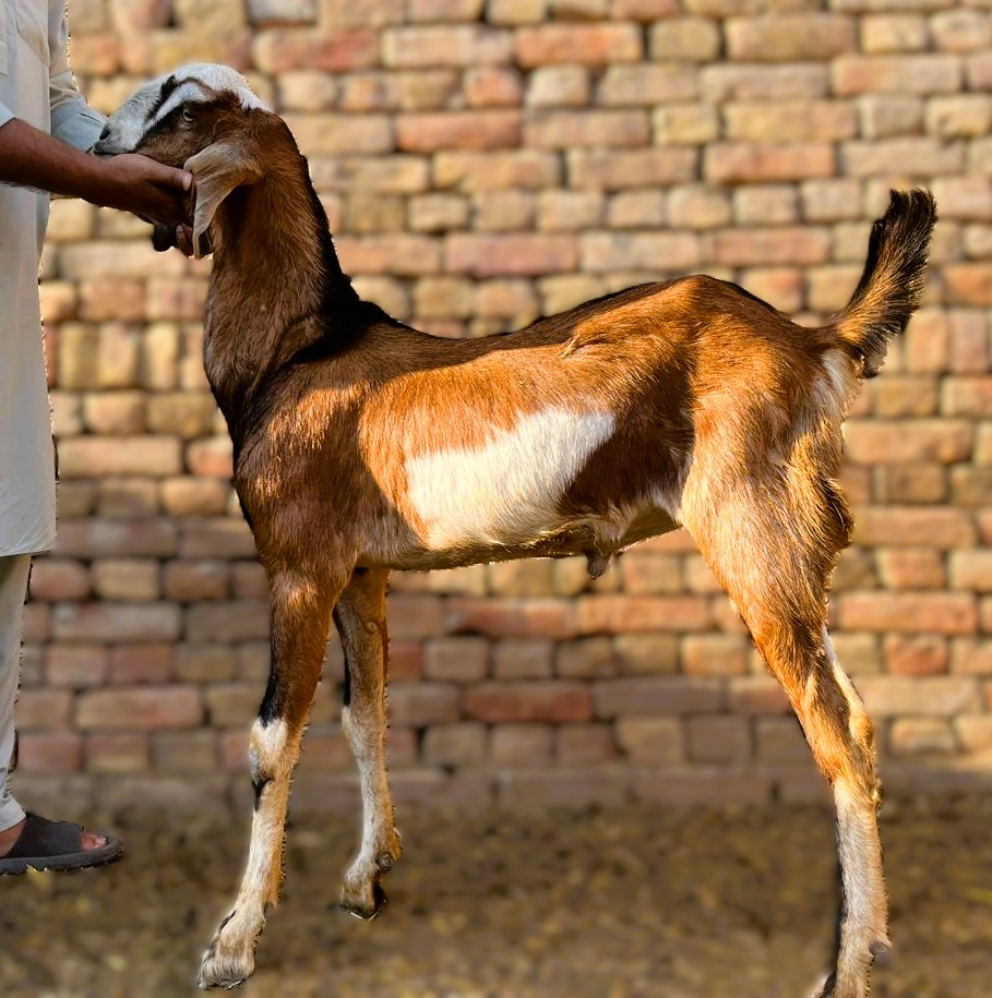 2 Dant Bakra For Qurbani - Desi Breed