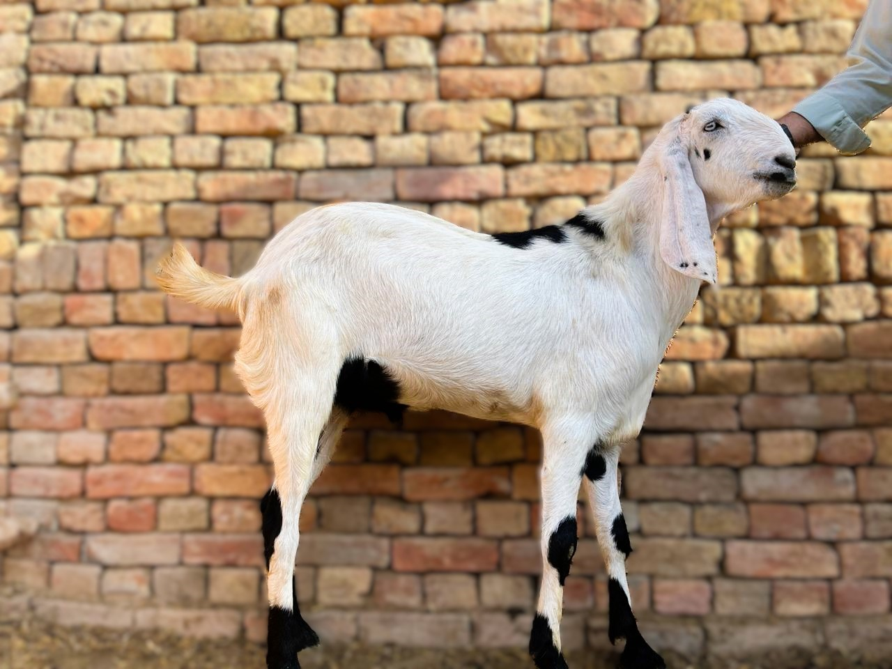 2 DANT BAKRA FOR QURBANI