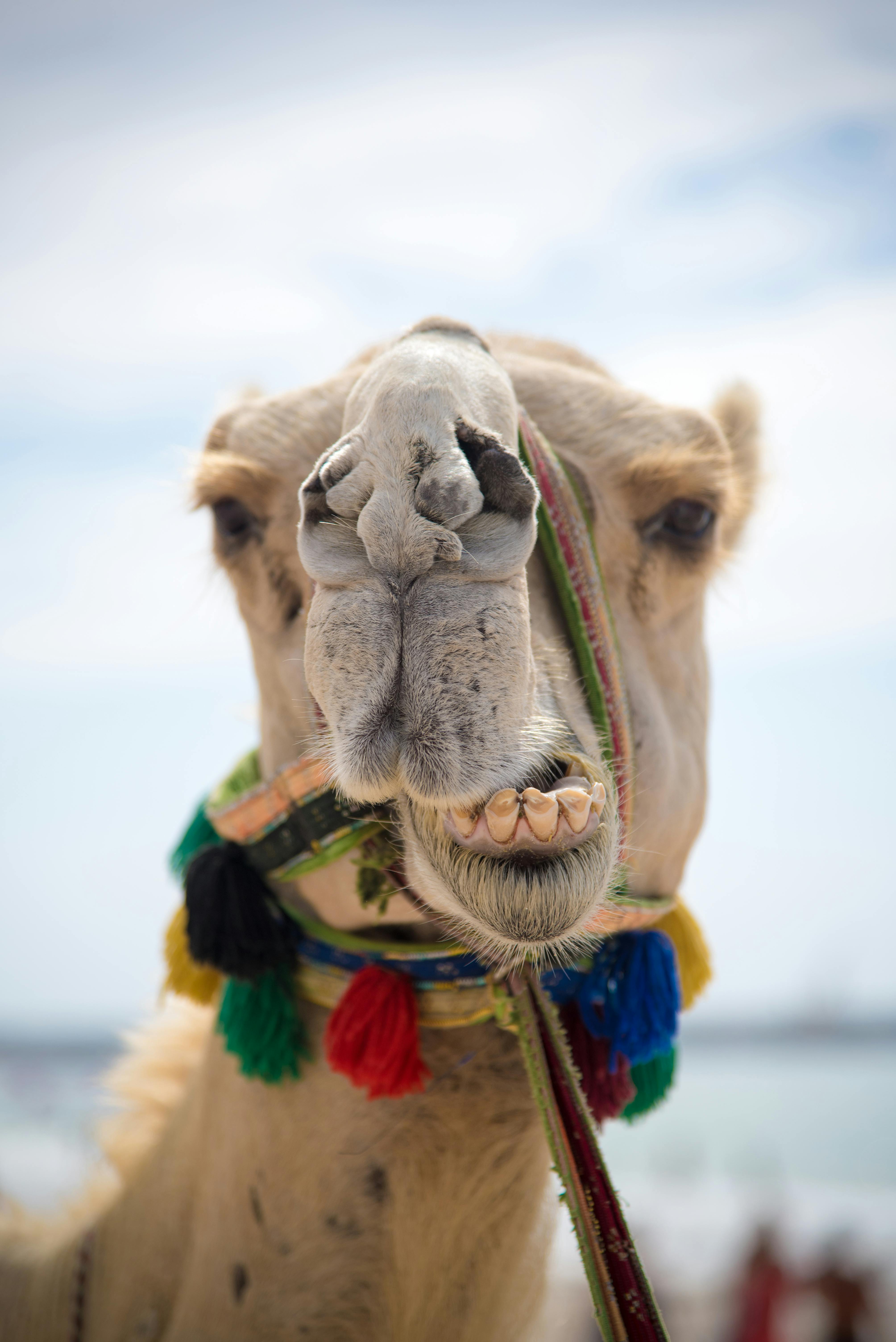 Camel For Sale