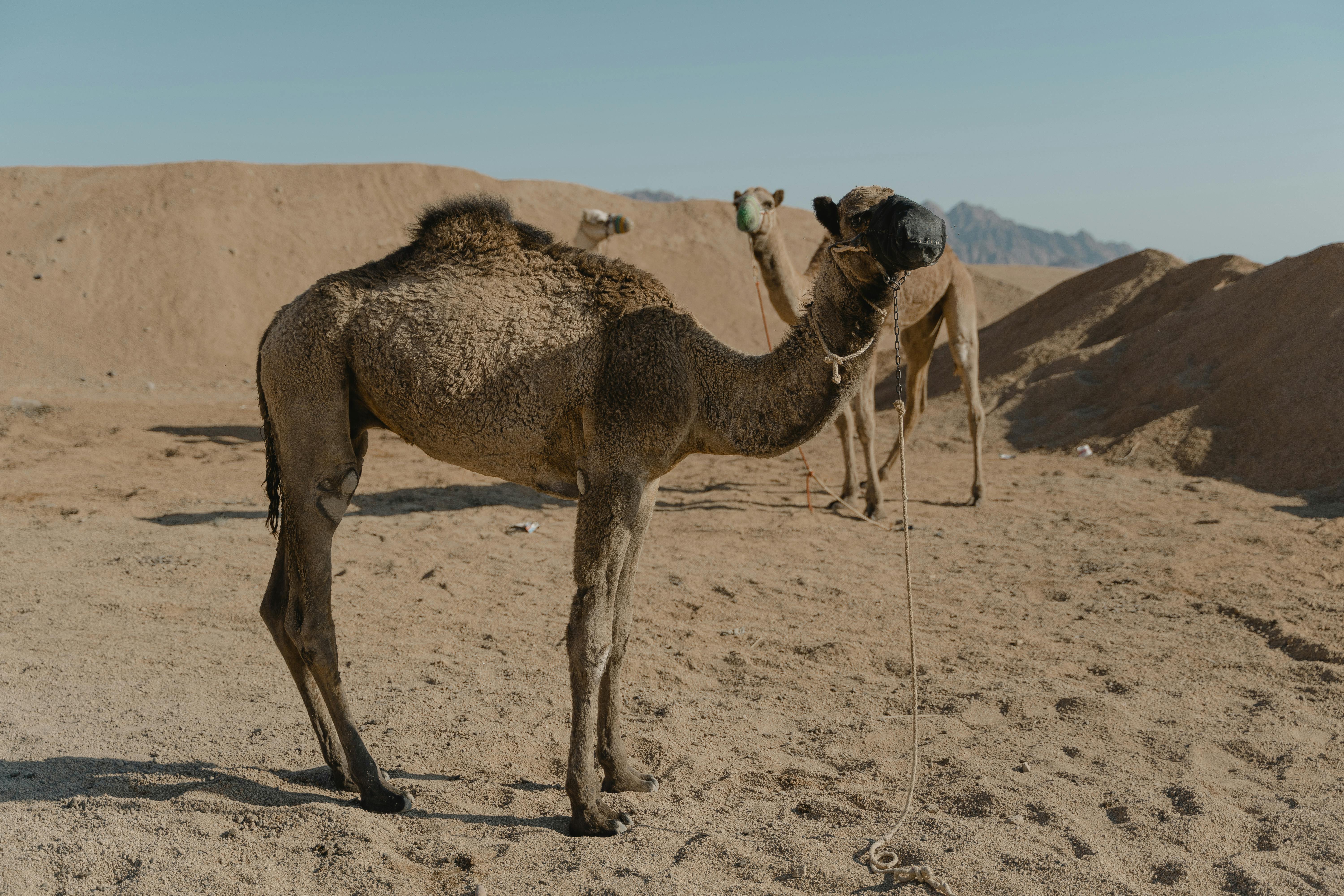 Camel For Sale