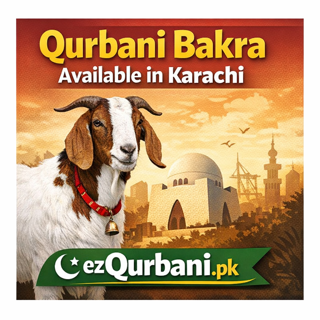 Qurbani Bakray Now Available in Karachi