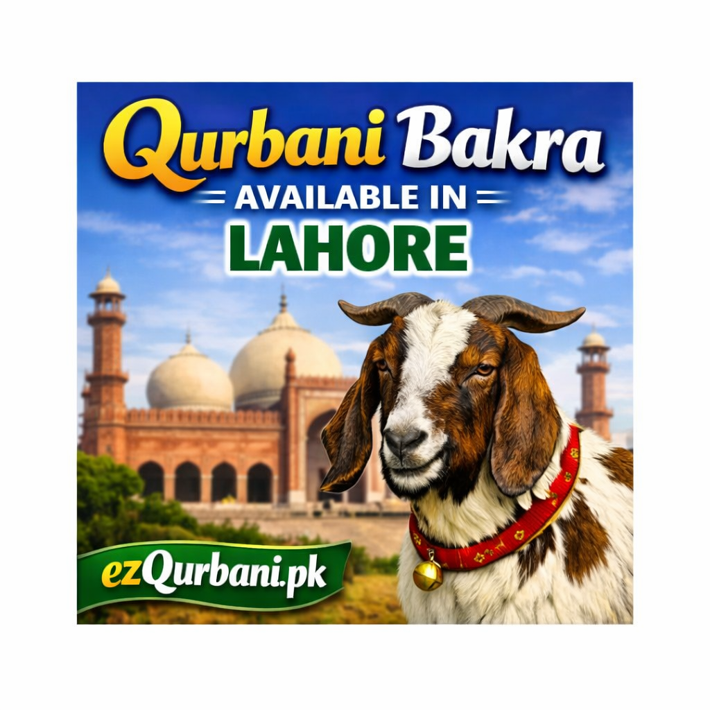 Qurbani Bakray Now Available in Lahore